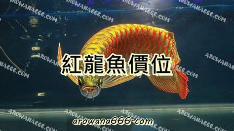 紅龍魚 價格